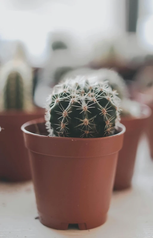 some small cactus in a big pot