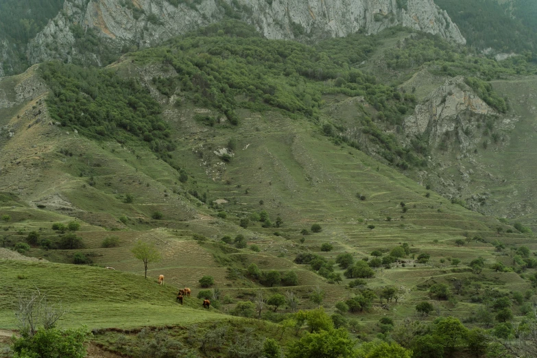 this mountain range has a few animals and trees in the area