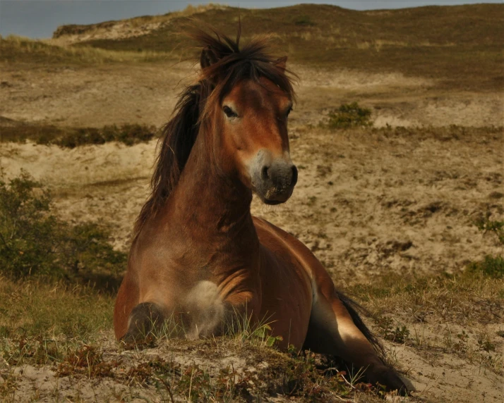 a brown horse sitting on top of a grass covered field