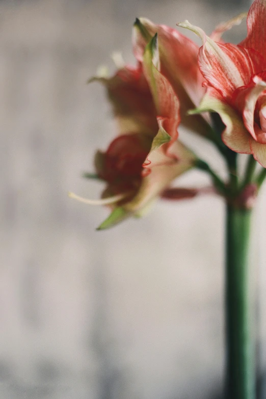 the delicate flowers are in a small green vase