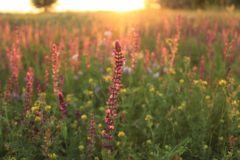 pink and yellow flowers on a field at sunset