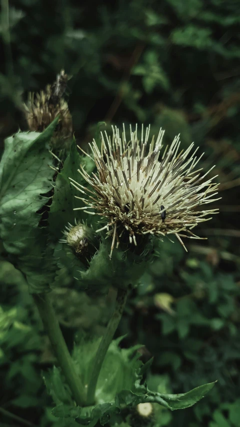 a close up of a flower in a field