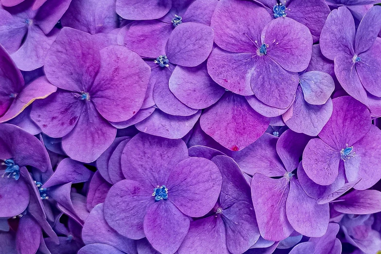 some purple flowers that are very pretty