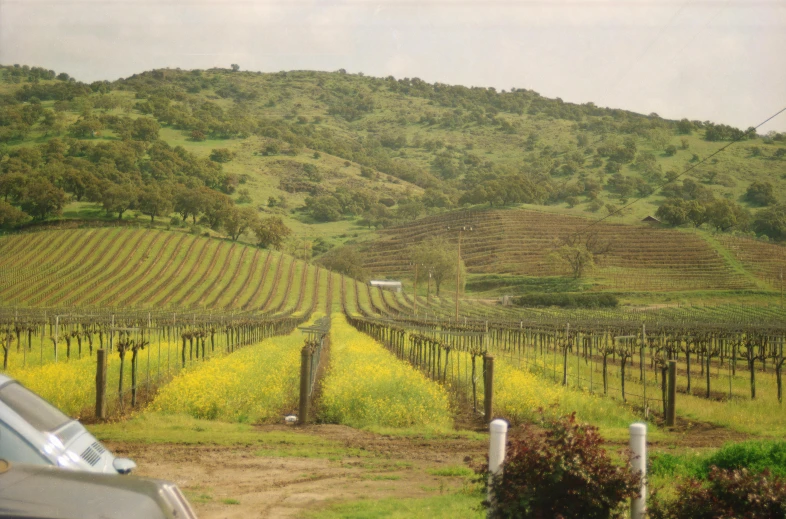 a large field full of many different types of plants