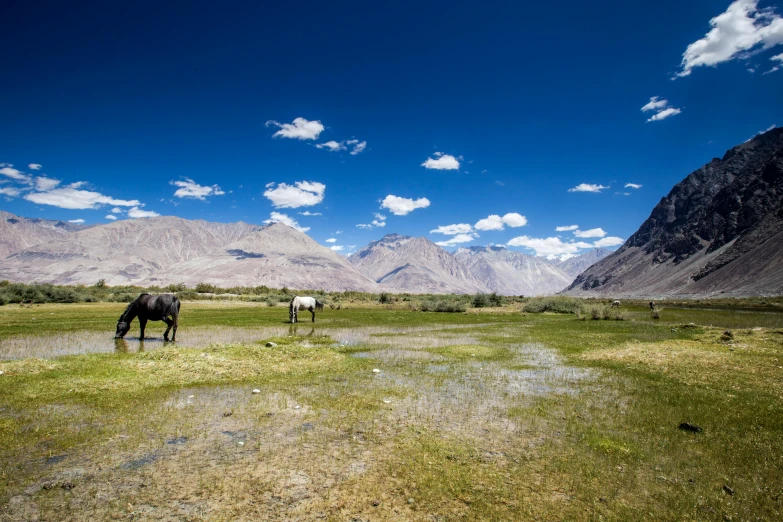 two horses in a meadow in front of the mountains