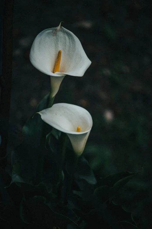 two white flowers with green leaves behind them