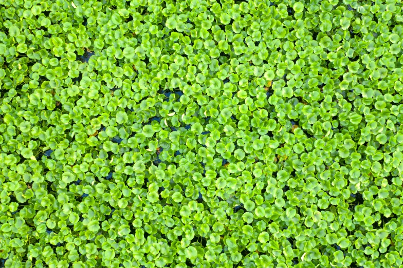 there is a patch of green plants on the ground