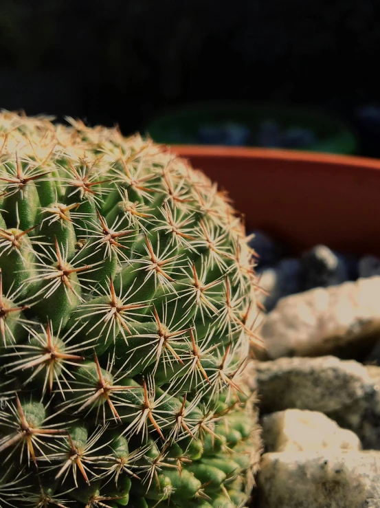 a green cactus on some rocks near a pot