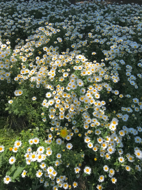 white daisies blooming in a field of green and yellow