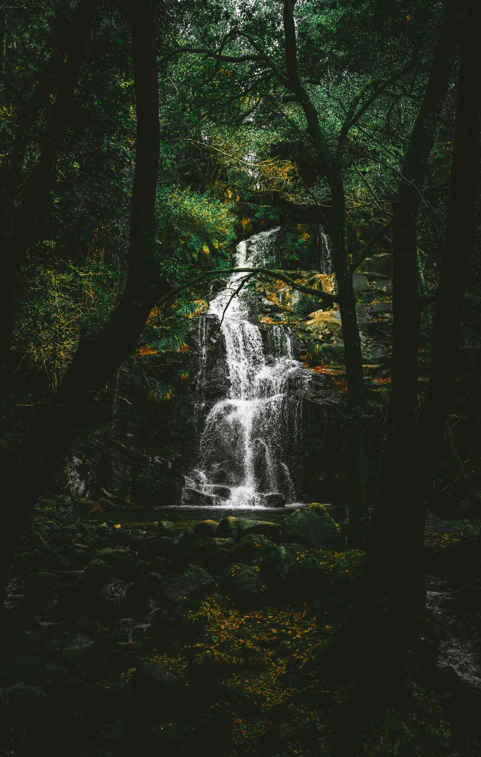 a stream running through a forest with trees