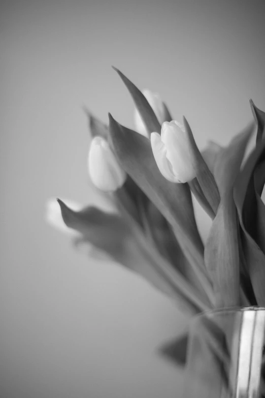 tulips in a vase in black and white