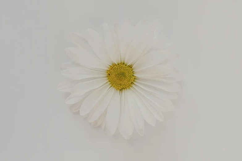 a single white daisy on a light grey background