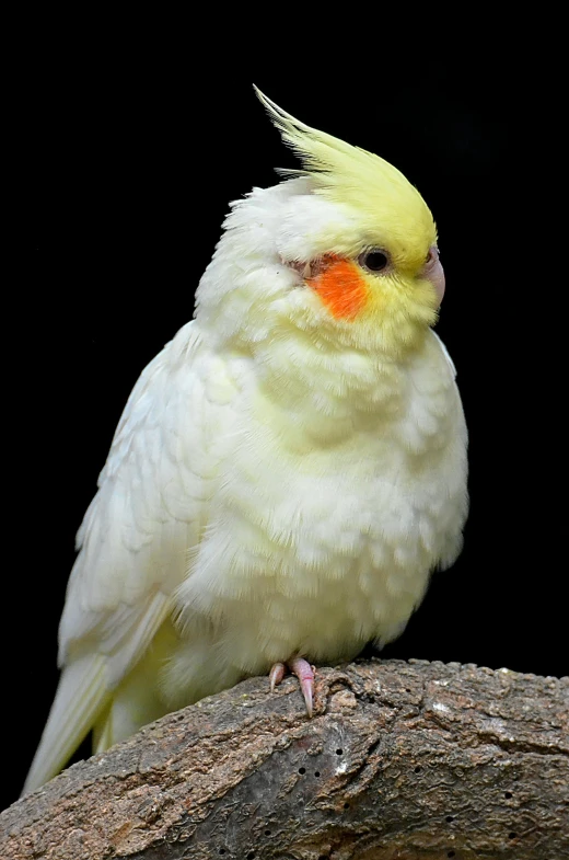 a yellow and white parakeet perched on top of a tree limb