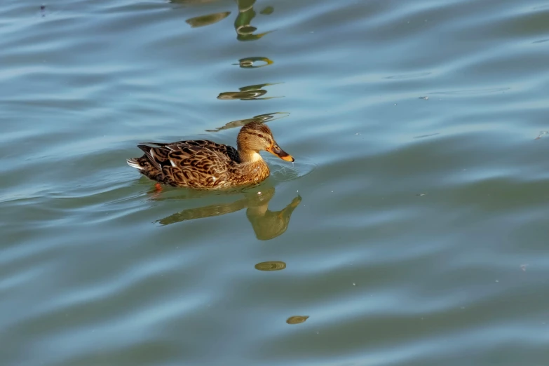 a single duck floats through the calm blue water