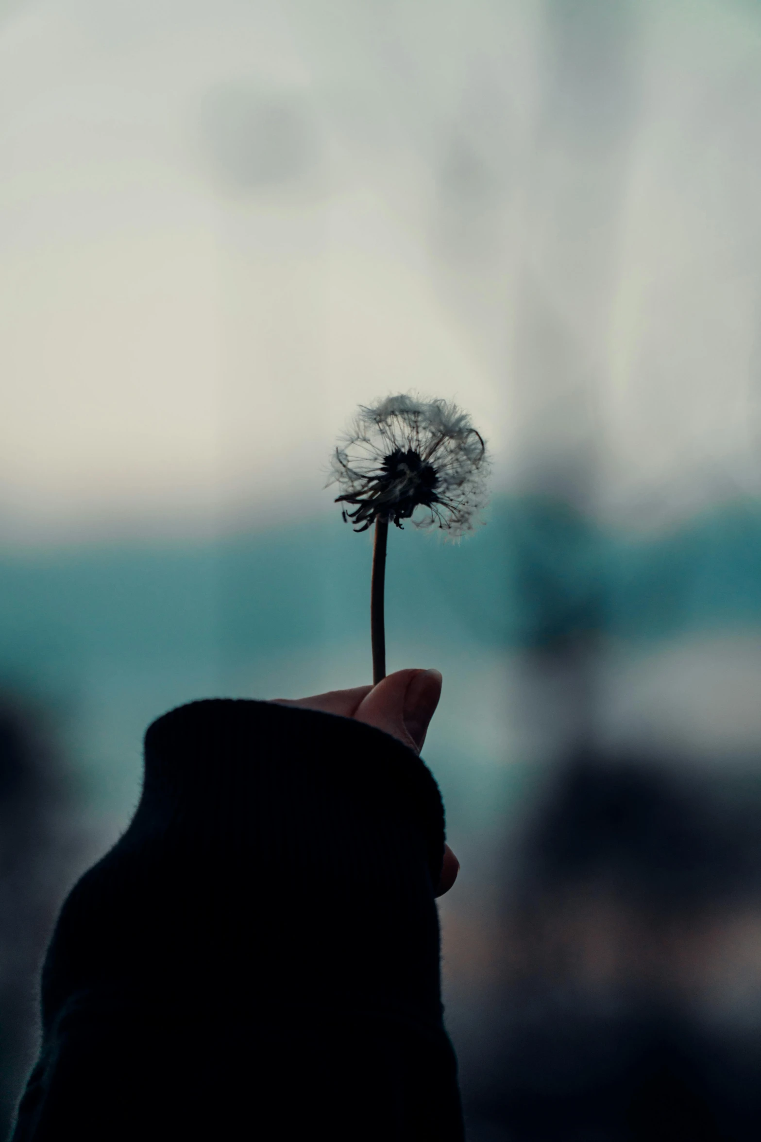 a hand holding a dandelion in front of a glass window