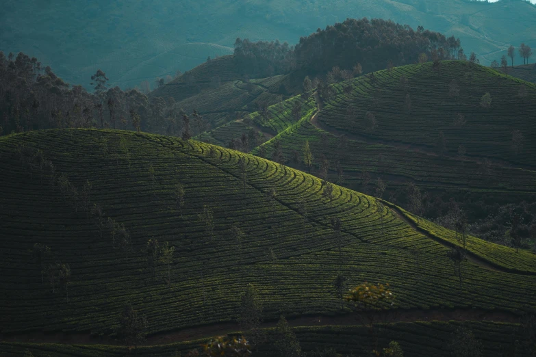 a landscape view of the green tea fields