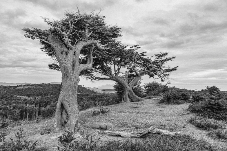 two trees stand high in the air on a hill