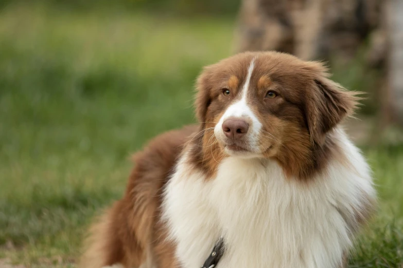 a dog is in the grass near some trees