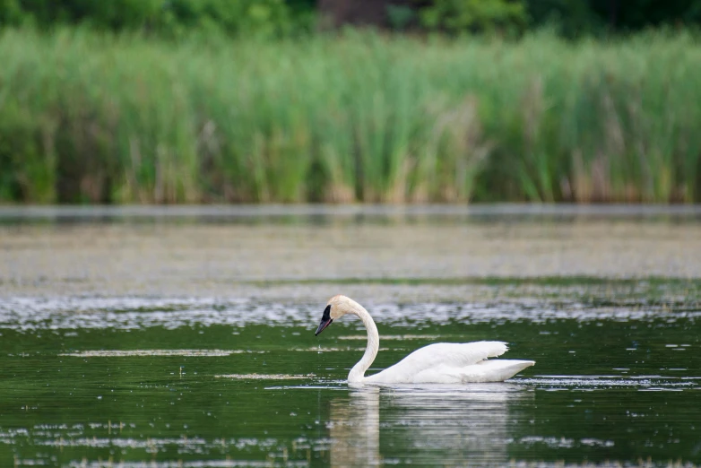 the swan swims down the water in a lake