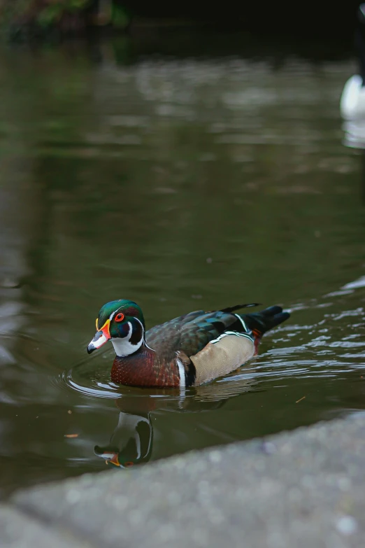 the duck is swimming on the water in the pond