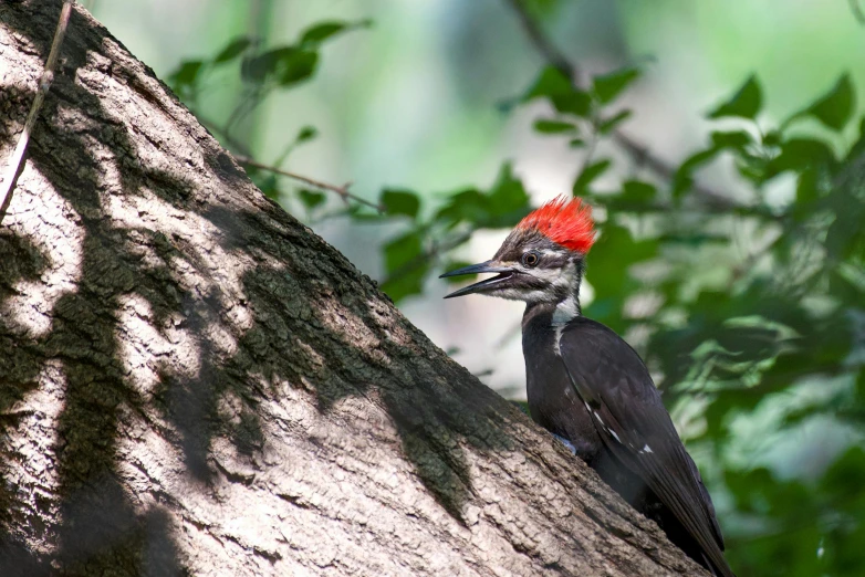 the black and red bird is standing in a tree