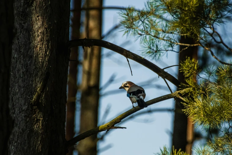 a small bird perched on top of a tree nch