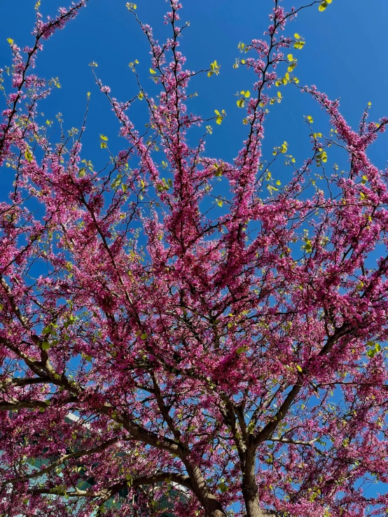 a leafless tree in blossom on a blue sky day