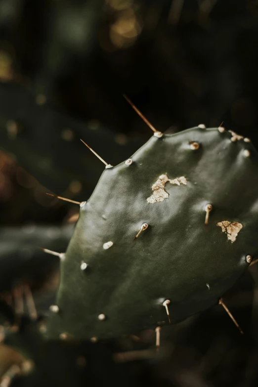 there is a green cactus with small white flowers