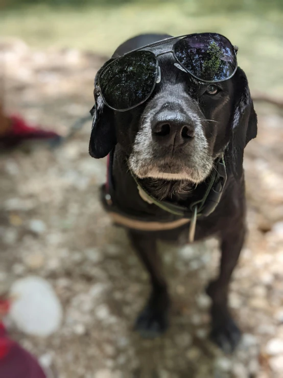 dog wearing shades and leash outdoors looking straight ahead