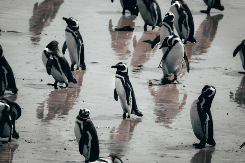 a herd of penguins is walking on the ice