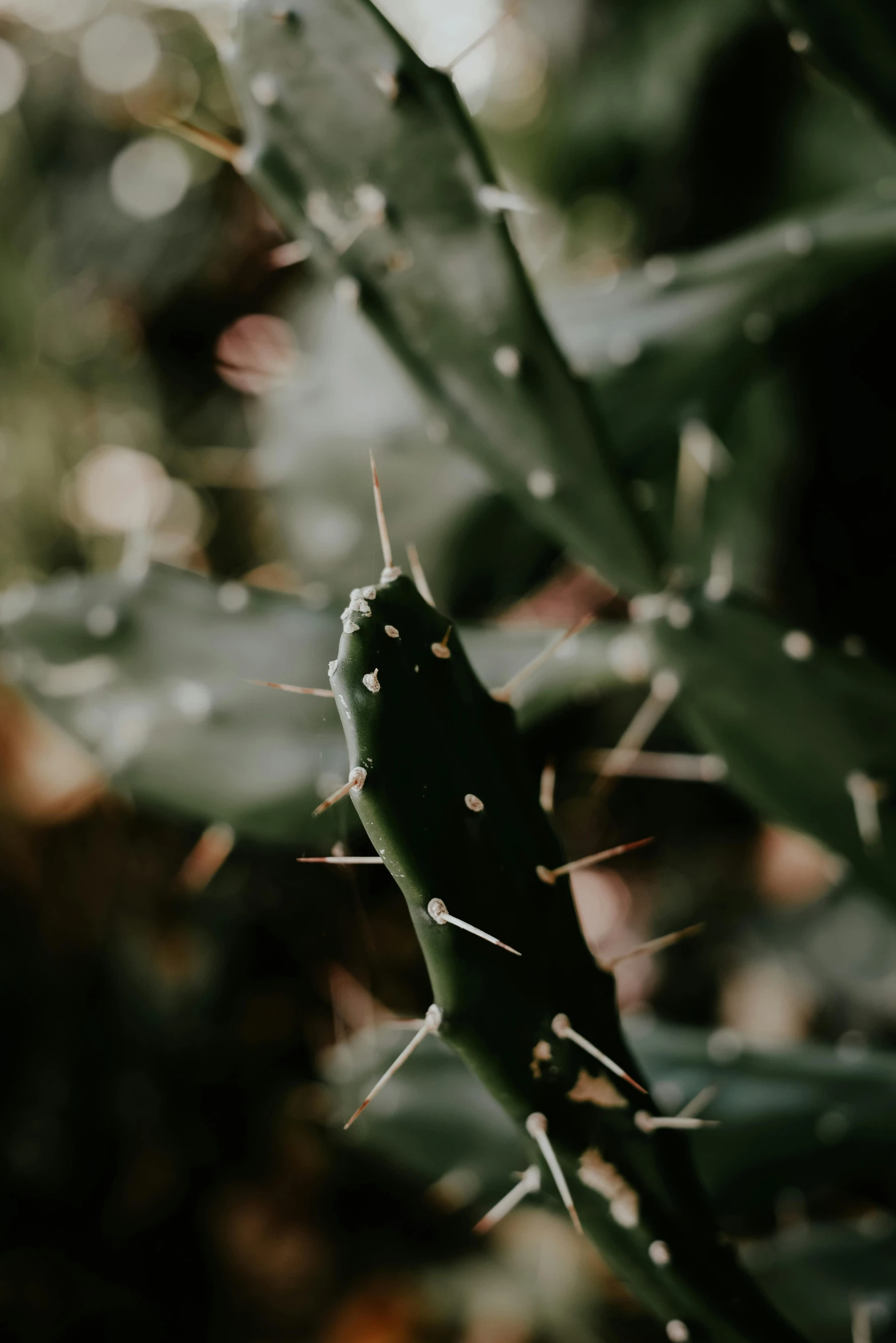 a green cactus plant with long sharp needles