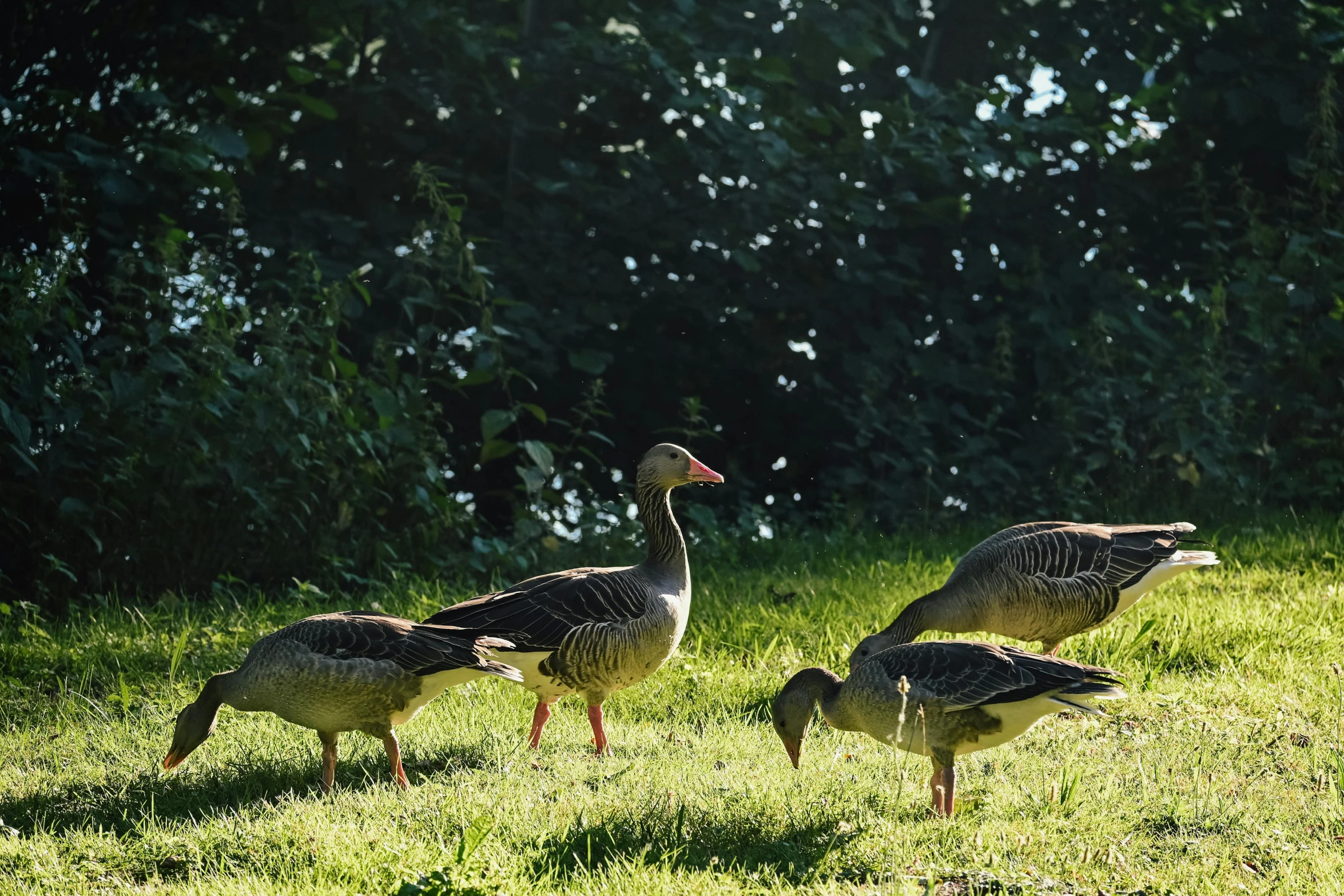 three ducks and some trees in a field