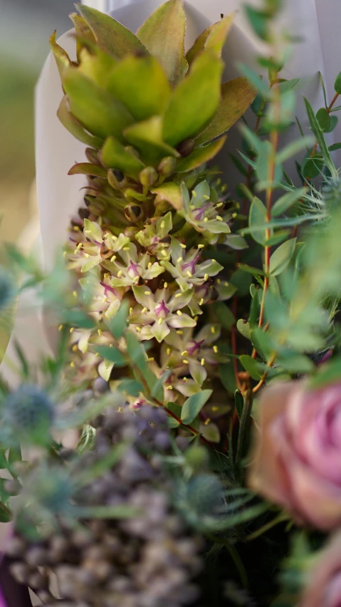 closeup of a bunch of flowers with greenery