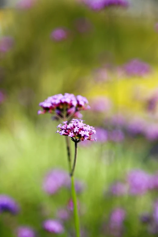 some purple and white flowers near the ground