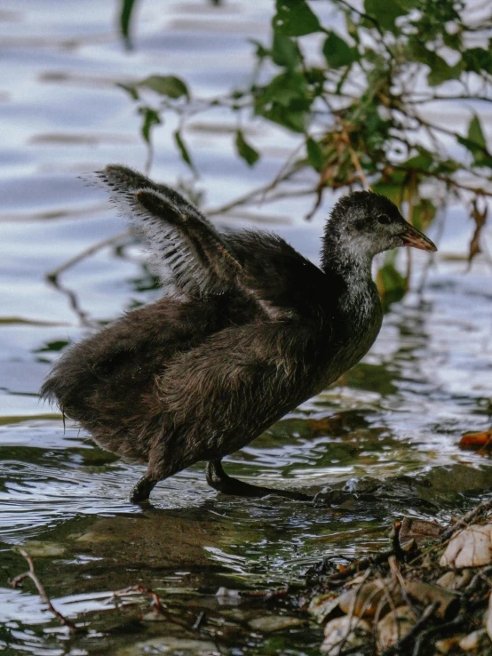 a bird standing on some rocks in a pond