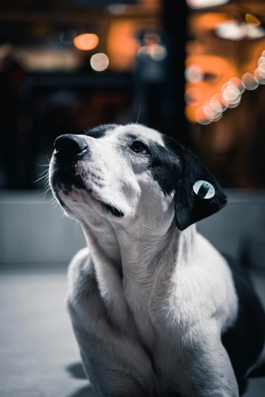 a dog laying down on the ground staring to the sky