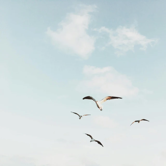 three seagulls are flying high in the sky