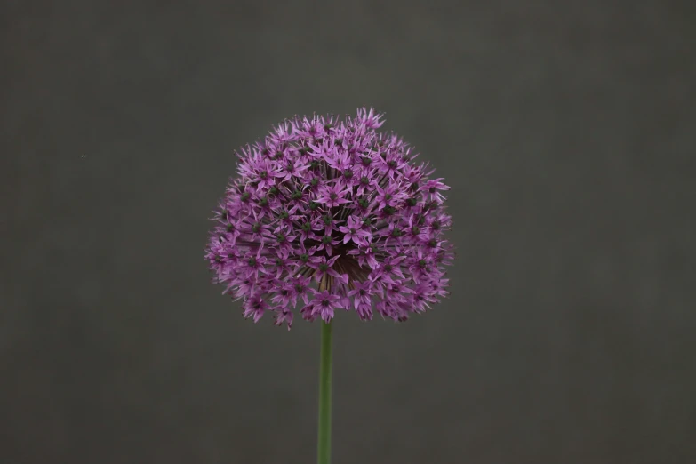 a large purple flower in front of a grey wall