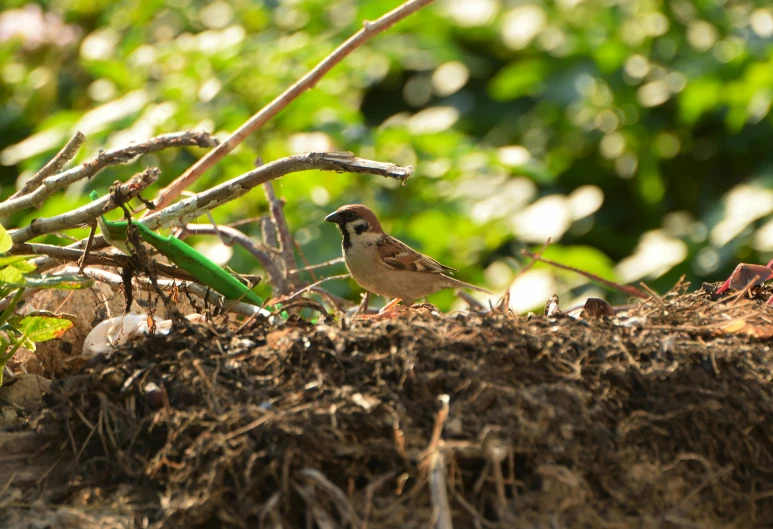 a bird on the ground surrounded by dirt and grass