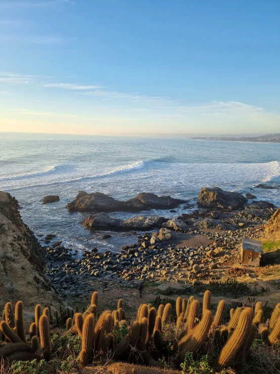 a beach area with rocks, cactus and the ocean