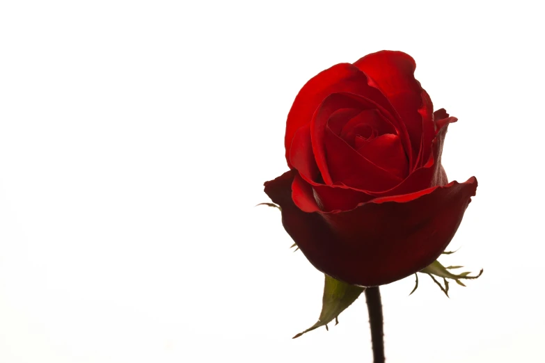 a red rose that is blooming with the stem still attached