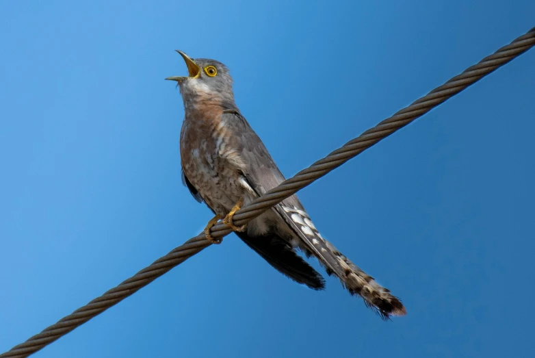 a bird that is sitting on top of a wire