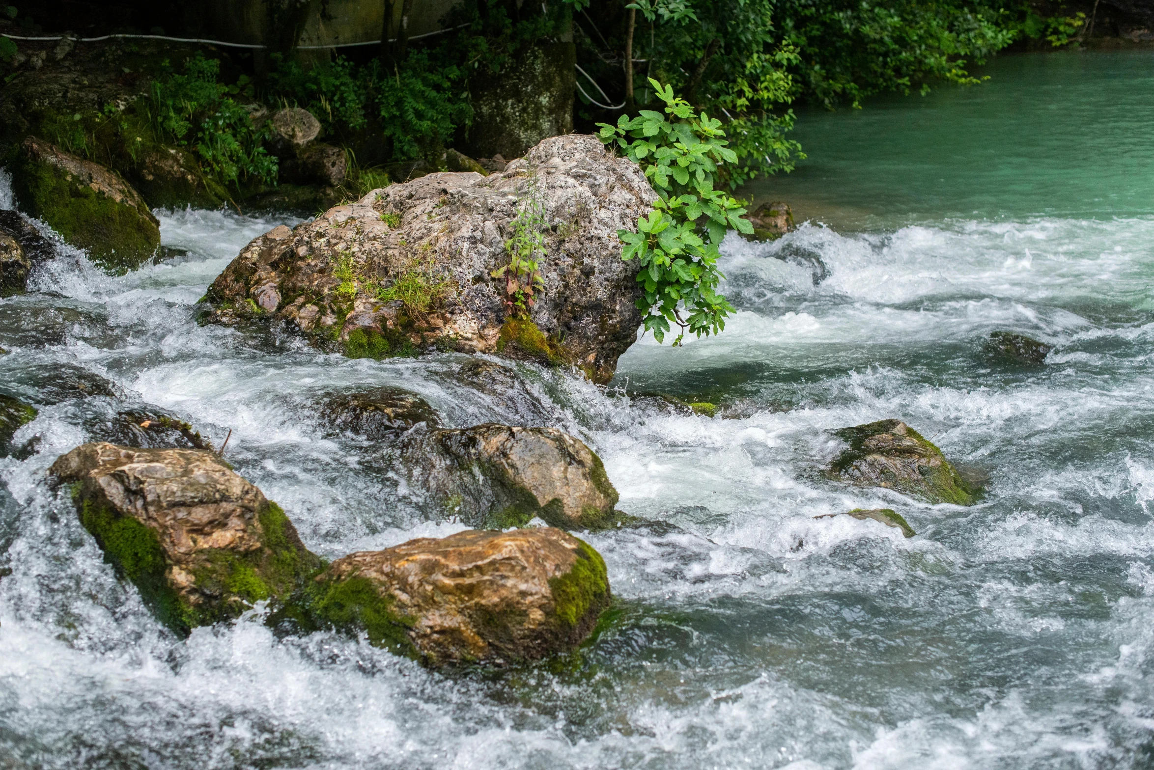 rocks and water in a river with green leaves