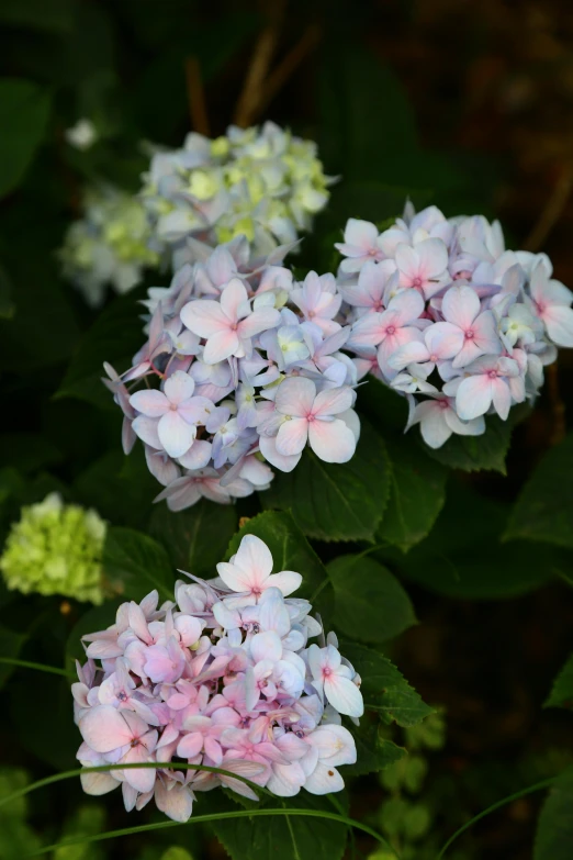 a close up of three white and blue flowers