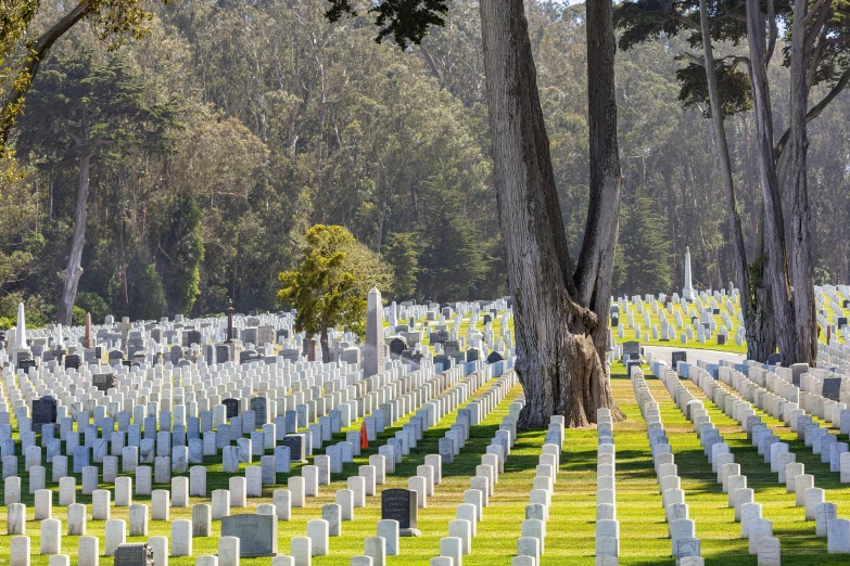 a tree in front of a lot of headstones