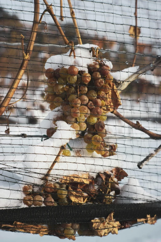 fruit still attached to the tree are being harvested