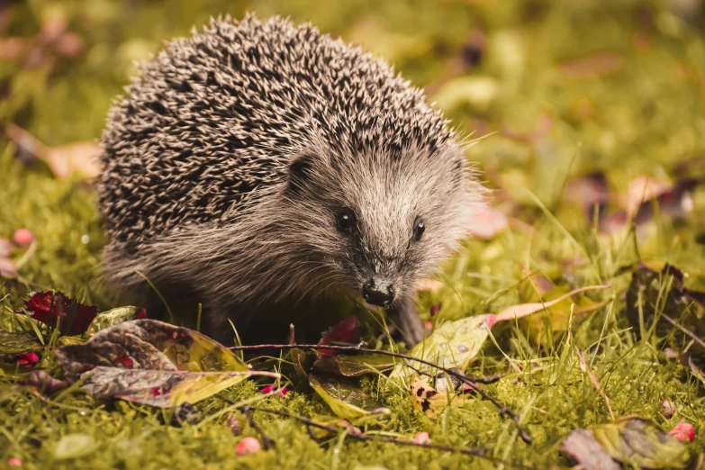 an animal walking through the grass in the sun