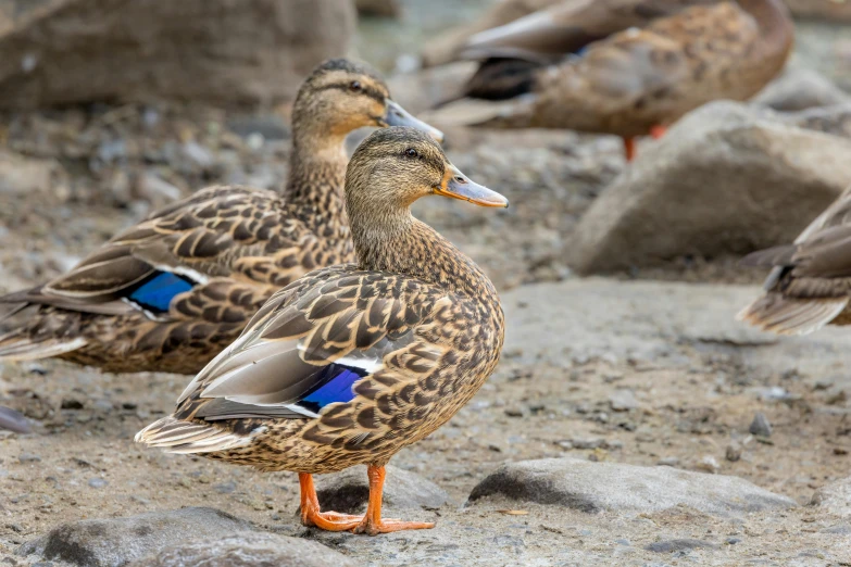 a flock of ducks walking across a rocky terrain