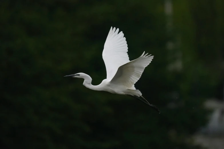 the large white bird is flying low