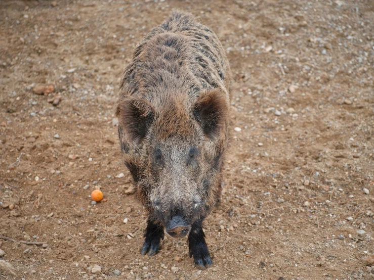 a wild boar staring at soing in the middle of a dirt road